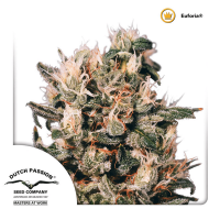 Dutch Passion - Euforia (Regular)
