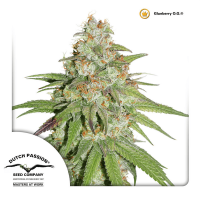 Dutch Passion - Glueberry O.G. (Feminizált)