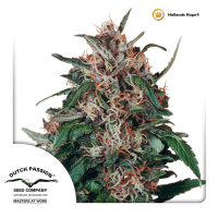 Dutch Passion - Hollands Hope (Regular)