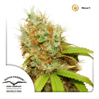 Dutch Passion - Mazar (Regular)