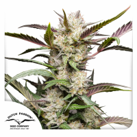 Dutch Passion - Mimosa Punch (Autoflowering)