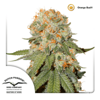 Dutch Passion - Orange Bud (Regular)