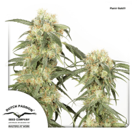 Dutch Passion - Pamir Gold (Feminizált)