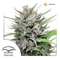 Dutch Passion - Passion #1 (Regular)