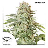 Dutch Passion - Power Plant (Autoflowering)