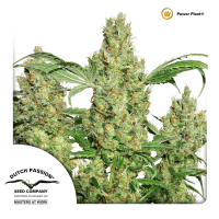 Dutch Passion - Power Plant (Regular)