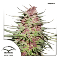 Dutch Passion - Purple #1 (Regular)