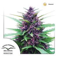 Dutch Passion - Shaman (Regular)