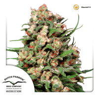 Dutch Passion - Skunk #1 (Regular)