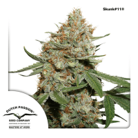 Dutch Passion - Skunk #11 (Feminizált)