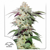 Dutch Passion - Skywalker Haze (Feminizált)