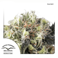 Dutch Passion - Snow Bud (Feminizált)