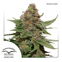Dutch Passion - Strawberry Cough (Feminizált)