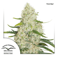 Dutch Passion - Think Big (Autoflowering)