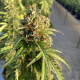 Dutch Passion - Auto CBD Victory (Autoflowering) cannabis seeds