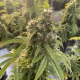 Dutch Passion - Auto CBD Victory (Autoflowering) cannabis seeds