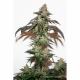 Dutch Passion - Auto Kerosene Krash (Autoflowering) kannabis mag