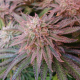 Dutch Passion - Auto Kerosene Krash (Autoflowering) kannabis mag