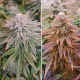 Dutch Passion - Auto Kerosene Krash (Autoflowering) kannabis mag
