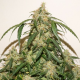 Dutch Passion - Auto Skywalker Haze (Autoflowering)