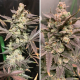 Dutch Passion - Skywalker Haze (Feminizált) kannabis mag