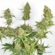 Dutch Passion - Skywalker Haze (Feminizált) kannabis mag
