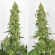 Dutch Passion - Skywalker Haze (Feminizált) kannabis mag
