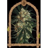 Exotic Seed - A.A.A (Autoflowering)
