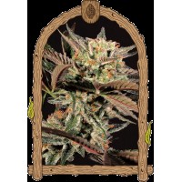 Exotic Seed - Amnesia Nr. 7 (Feminizált)