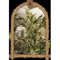 Exotic Seed - Banana Mash Auto (Autoflowering)