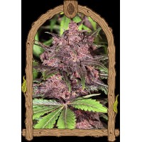 Exotic Seed - Black Haze (Autoflowering)
