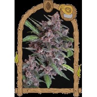 Exotic Seed - Black Lemon Auto (Autoflowering)