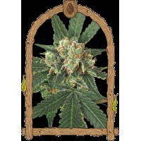 Exotic Seed - Blue Monkey (Feminizált)