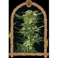 Exotic Seed - Devil Kush (Regular)