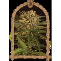 Exotic Seed - Dr. Greenman Pure CBD (Feminizált)