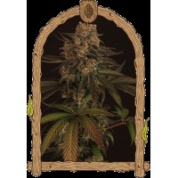 Exotic Seed - Exotic Colours (Feminizált)