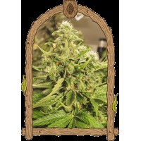 Exotic Seed - Exotic Pure CBG (Feminizált)