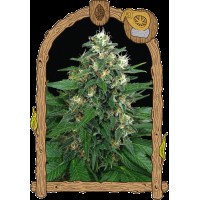 Exotic Seed - Exotic Thai (Feminizált)