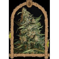Exotic Seed - Green Gummy (Feminizált)