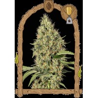 Exotic Seed - Gypsy Widow (Feminizált)