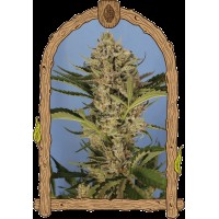 Exotic Seed - Herz OG Auto (Autoflowering)