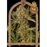 Exotic Seed - Herz OG (Feminizált)
