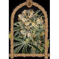 Exotic Seed - Hippie Therapy CBD (Feminizált)