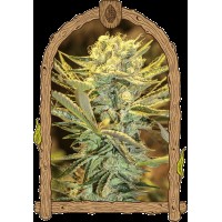 Exotic Seed - Hippieberry (Feminizált)