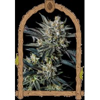 Exotic Seed - Jelly Bananen Auto (Autoflowering)