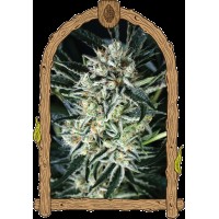 Exotic Seed - Jelly Bananen (Feminizált)