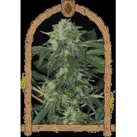 Exotic Seed - Jungle Fever Auto (Autoflowering)