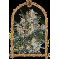 Exotic Seed - Lemon Candy (Feminizált)