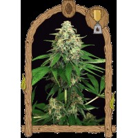 Exotic Seed - Mango Cream (Feminizált)