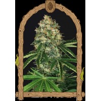 Exotic Seed - Mango Cream Reg. (Regular)